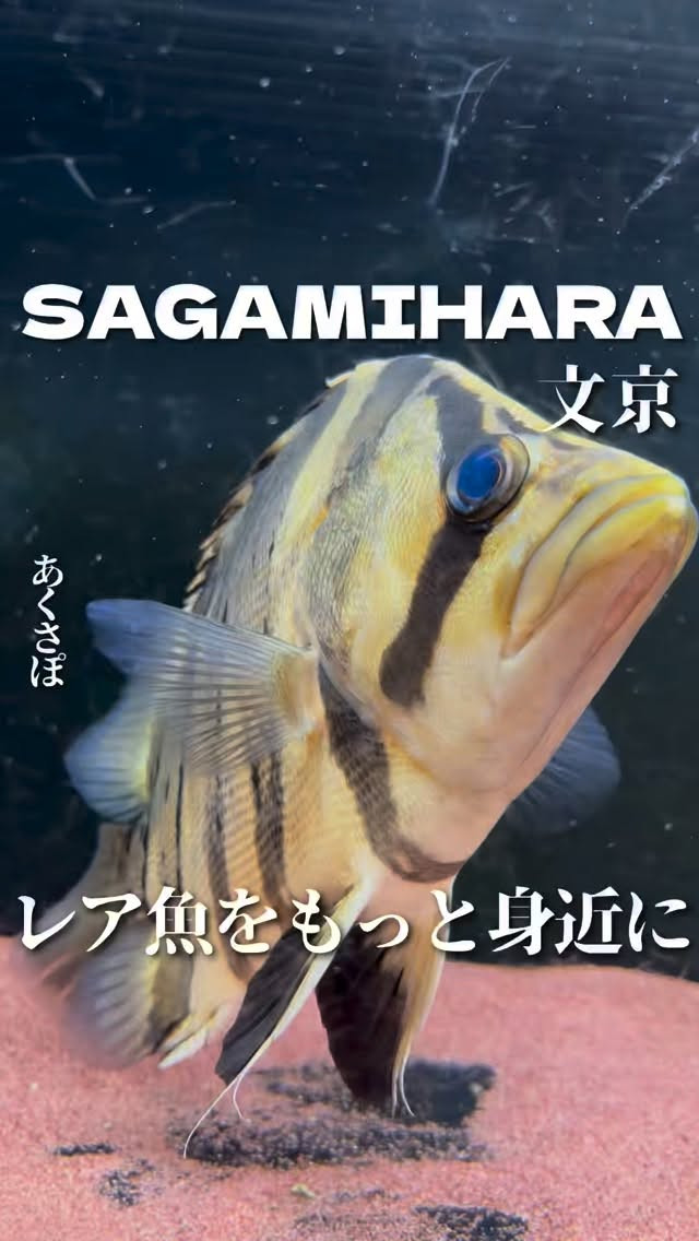あくさぽの紹介動画