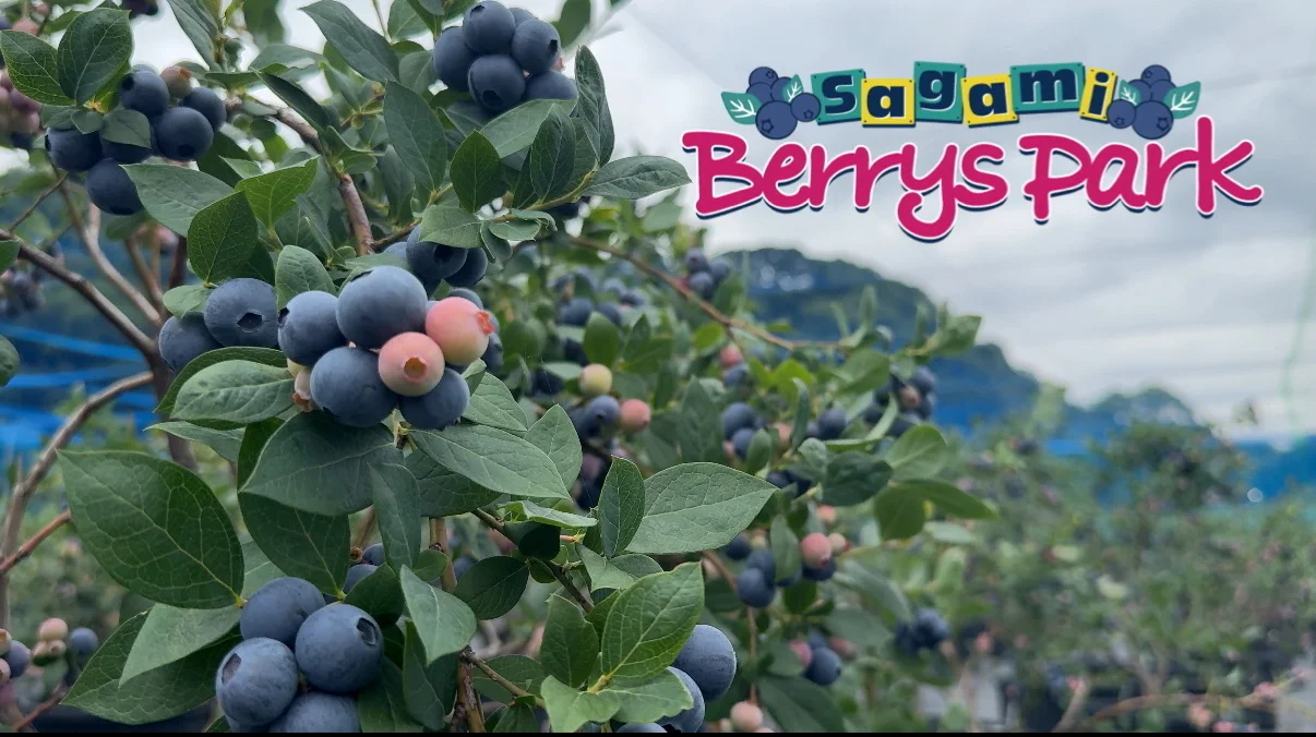 SAGAMI Berrys Park