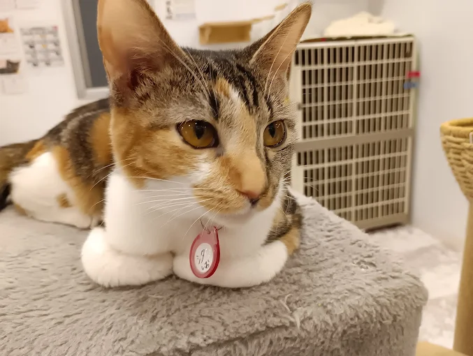 保護猫カフェ ねこてまり