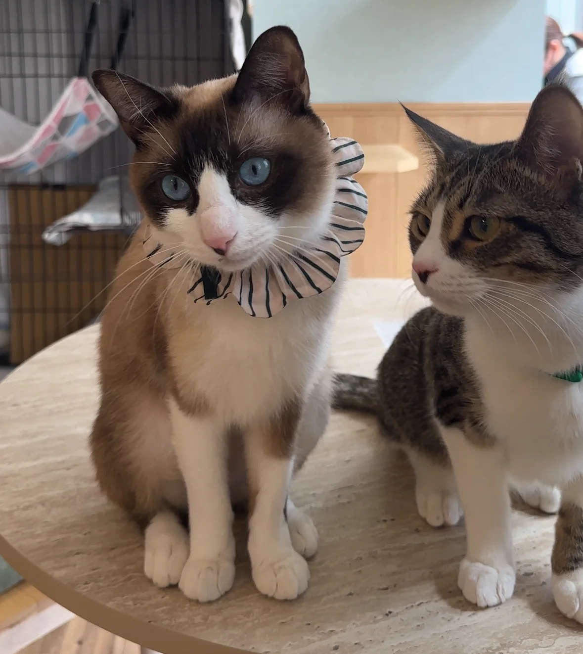 保護猫サロン 猫のマーチ